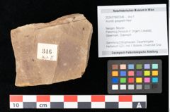 Foto (Objekt + Etikett) von Arundo goepperti Heer (NHMW-GEO-2024-0188-0346)